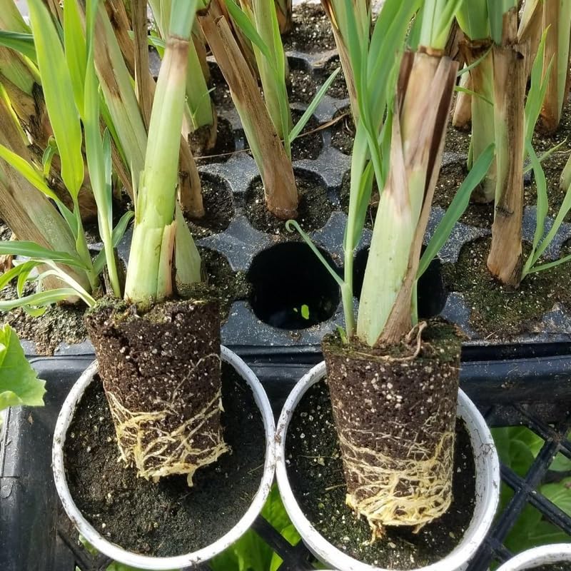 Potted of 2 Lemon Grass Live Plants, Indoor Outdoor Herb Lemongrass Plants Rooted, Lemongrass Stalks Zones 9-11