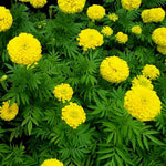 Pack 2 Marigold Live Plants, Yellow Marigold Plants, 4 to 8 Inches in Height, Marigold Flowers Live Plants Well Rooted, Live Marigold Plants
