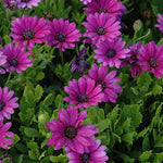 4 Osteospermum Plants, African Daisy Live Plants, 3-5 Inches, Perennial Mix Blooms, Spring to Summer Flowers (Purple)