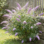 2 Light Blue Butterfly Bush Plants Live, Vibrant Buddleia Plants 4-7 Inches, Colorful Flowering Shrub for Outdoor Garden