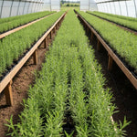 2 Lavender Plants Live Indoors, 4-8" Tall, Lavandula Perennial Flower Plants for Planting Outdoors Home Garden (Blue Lavender)