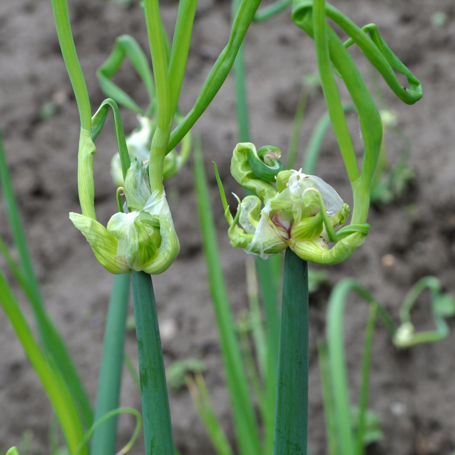 Green Walking Onions Live Plants in 4 Inch Pot, Live Egyptian Walking Onions for Planting, Heirloom Perennial Onion Bulb Plant for Outdoors, Containers, Easy to Plant