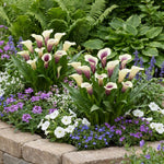 Calla Lily Bulbs for Planting, Calla Lily Bulbs, Vibrant Summer Blooming Flowers for Garden and Patio Planting (White Purple Calla Lily Bulbs (Set 3))
