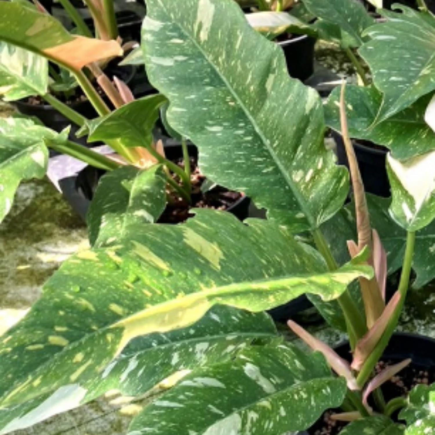 Variegated Philodendron Live Plant, Rare Indoor Houseplant Live Well Rooted 5-7 Inches, Container Growing, Home Office Decor (Fire Philodendron)