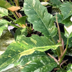 Philodendron Plant Live, Rare Variegated Philodendron Houseplant for Planting, Home Office Decor 4 to 8 Inches (Orange Green)
