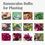 25 Ranunculus Bulbs for Spring Planting, Perennial Flowers Bulbs for Gardens, Vibrant Peony Buttercup Corms for Outdoor Borders (Purple Ranunculus)