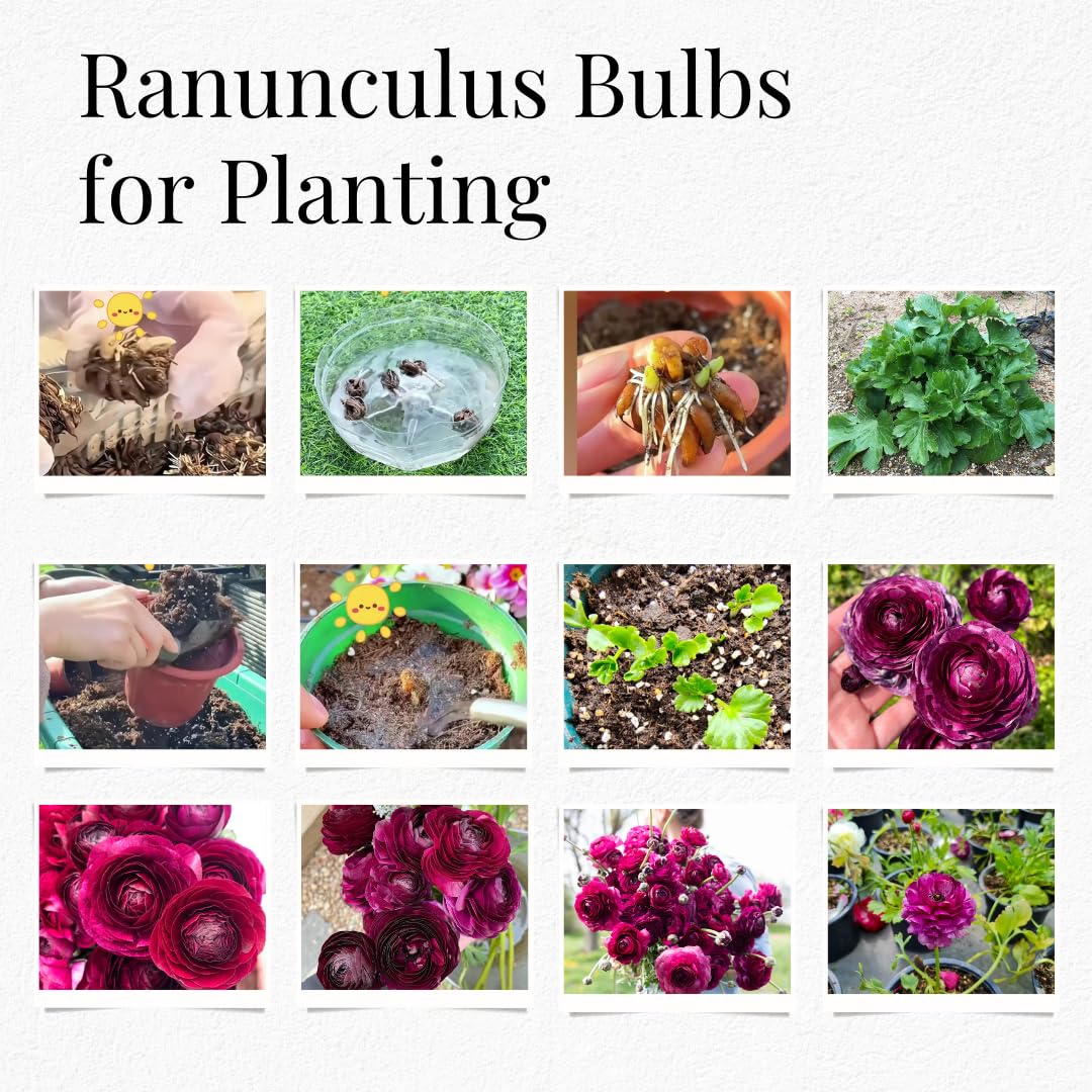 25 Ranunculus Bulbs for Spring Planting, Perennial Flowers Bulbs for Gardens, Vibrant Peony Buttercup Corms for Outdoor Borders (Purple Ranunculus)
