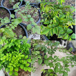 Orange Red Cape Honeysuckle Live Plant, 4-8 Inc Tall, Honeysuckle Plant Live, Honeysuckles Vine Bush for Planting