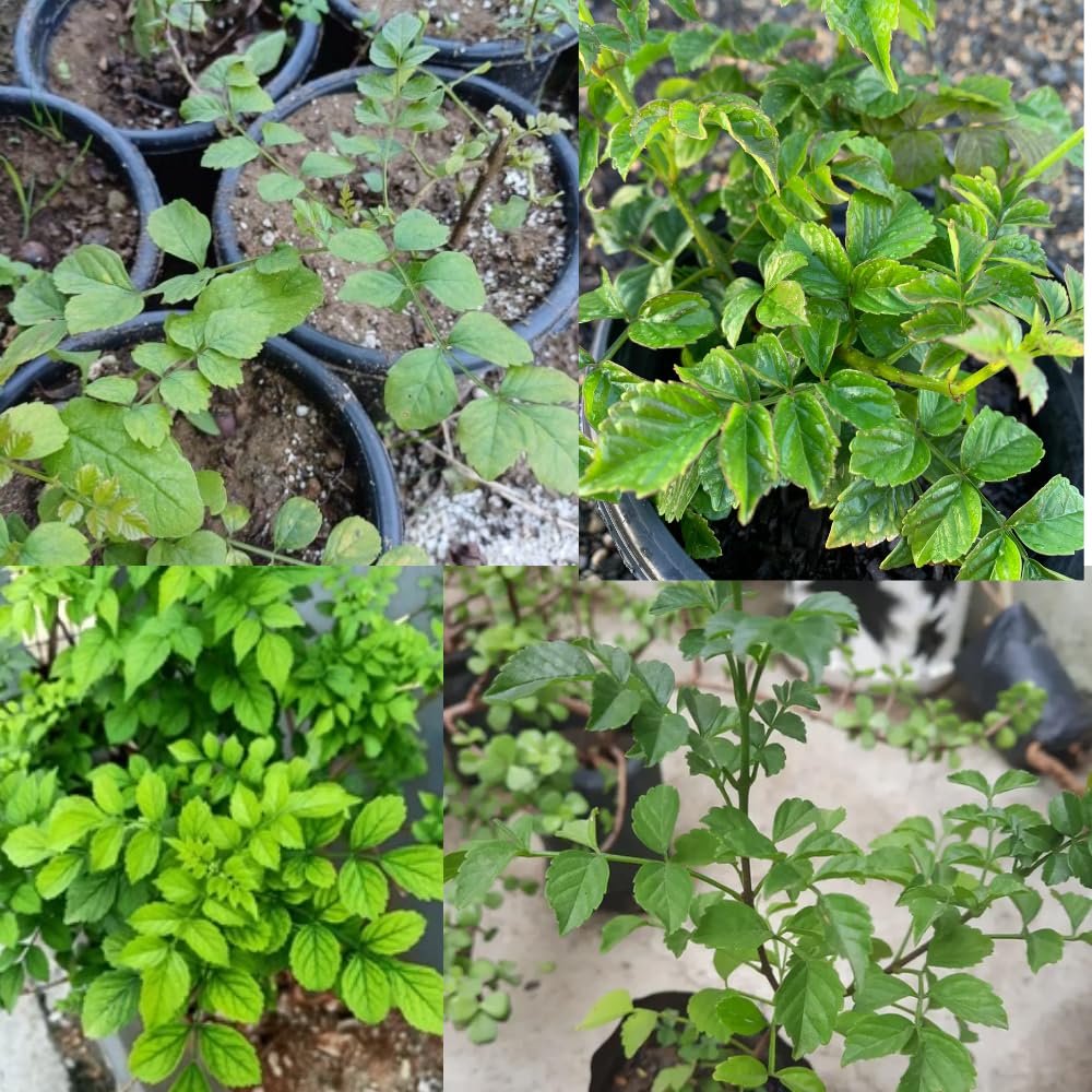 Orange Red Cape Honeysuckle Live Plant, 4-8 Inc Tall, Honeysuckle Plant Live, Honeysuckles Vine Bush for Planting