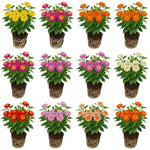 4 Mix Lantana Plants Live, Trailing Lantana Live Plant, 4 to 6'' Tall, Fragrant Annual Flower Plant, Easy to Plant