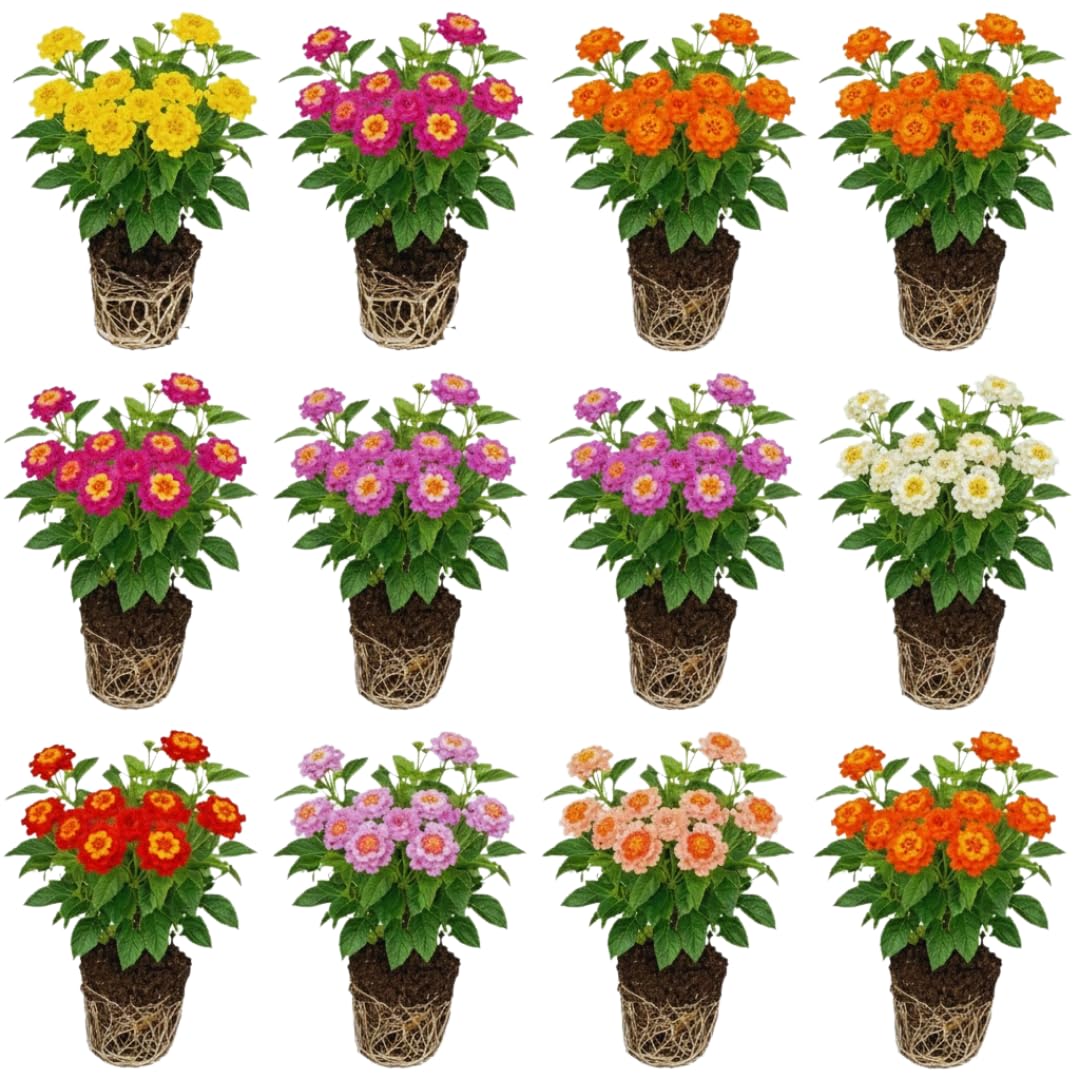 4 Mix Lantana Plants Live, Trailing Lantana Live Plant, 4 to 6'' Tall, Fragrant Annual Flower Plant, Easy to Plant