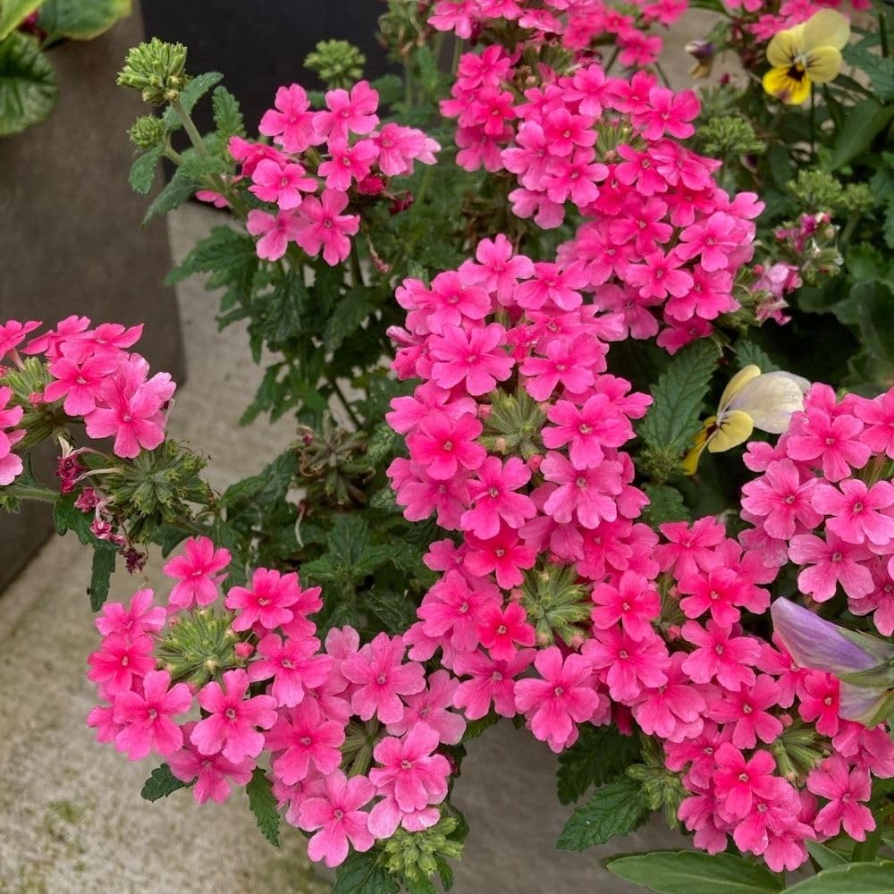 Verbena Live Plants 4 to 8 Inches Tall, Verbena Live Plant, Perennial Flower Trailing Plants for Planting, Well-Rooted Plant (Pink)