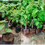 Sets 3 Climbing Bougainvillea Plants Live for Full Sun Trellis Tree, Shrub or Vine Bougainvillea Vibrant Bloom, Very Hardy, 5-9" Tall, Bright Purple