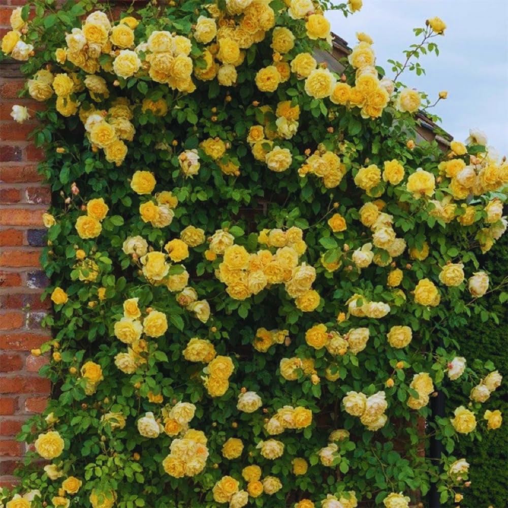 6 Yellow Rose Bush Cuttings Plant Live, Rose Climbing Vine Live Plant, 5 to 8'' Tall Cuttings