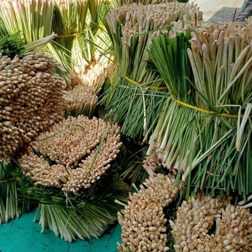 2 Lemongrass Plants, Lemon Grass Live Plant, Live Lemon Grass, Lemon Grass Plants, Live Lemongrass Plants in 4 Inc Pot