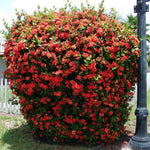 2 Red Ixora Plants Live, 5 to 7 Inc Tall, Ixora Flower Plant, Shrub Plant Tropical Ornamental Plants, No Pot