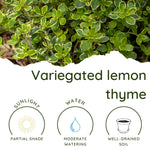 2 Variegated Lemon Thyme Plant Live, 4-6 Inches Tall, Lemon Thyme for Indoor Outdoor Garden