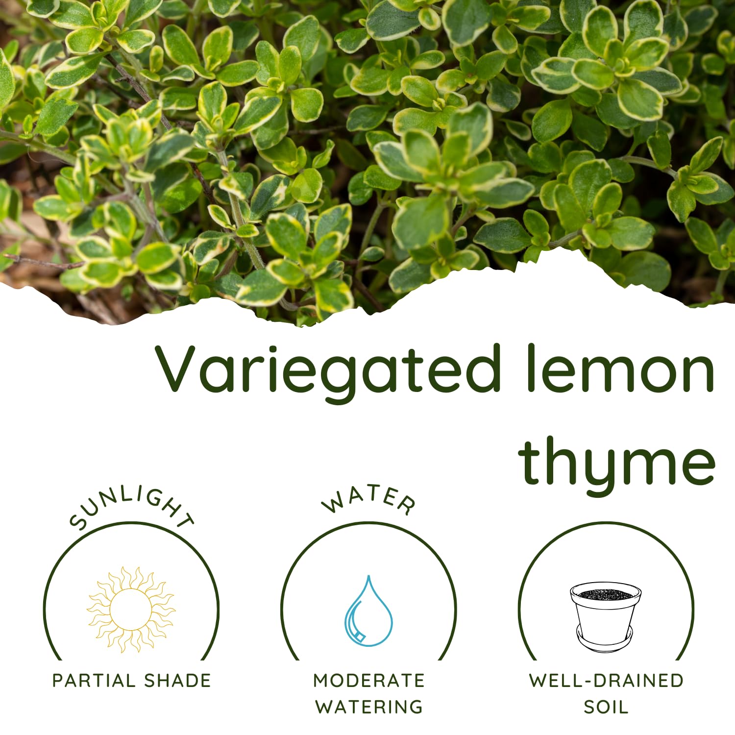 2 Variegated Lemon Thyme Plant Live, 4-6 Inches Tall, Lemon Thyme for Indoor Outdoor Garden