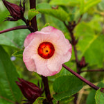 Red Roselle Live Plant 8-12'' Tall, Red Sorrel Jamaica Hibiscus Plant in Half Gallon Pot, Hibiscus Sabdariffa Plants for Planting