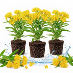 3 Yellow Milkweed Plant Live, Asclepias Tuberosa Butterfly Bush, 4-8"