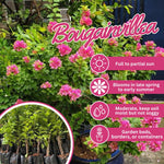 Set 2 Deep Pink Bougainvillea Live Plants 4-7 Inches Tall, Vibrant Bumgainvillea Flowering Vines for Garden, Patio Containers and Indoor Growing