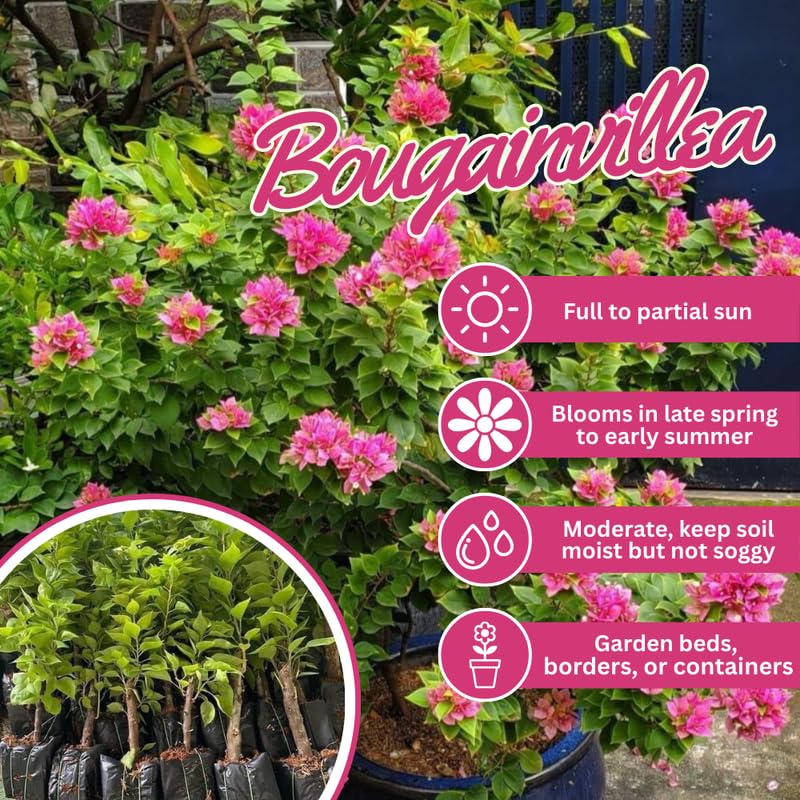 Set 2 Deep Pink Bougainvillea Live Plants 4-7 Inches Tall, Vibrant Bumgainvillea Flowering Vines for Garden, Patio Containers and Indoor Growing