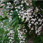 2 Clerodendrum Live Plants, Clerodendrum Light Wallichii Smithianum White Blooms, 5-9 Inc Tall