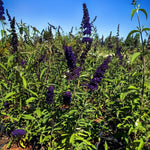 AVERAR 6 Months Old Black Butterfly Bush Live Plant, Butterfly Bushes Ready to Plant Outdoor, Buddleia Plant Bush Shrub 5-7 Inches Tall, No Pot
