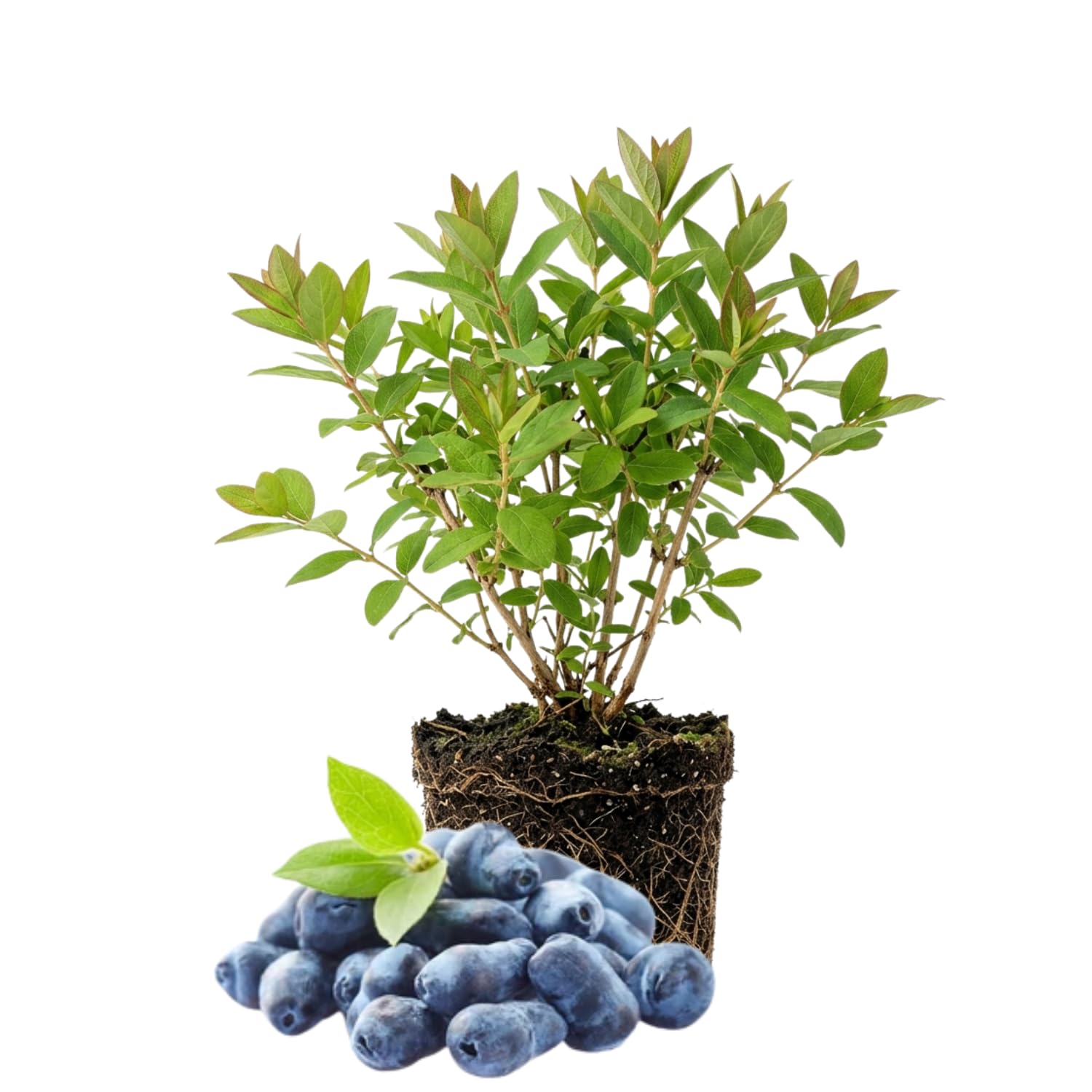 Blue Honeyberry Live Plant, Haskap Honey Berry Plant, 6-8 Inches Tall, Edible Berries for Outdoor Growing