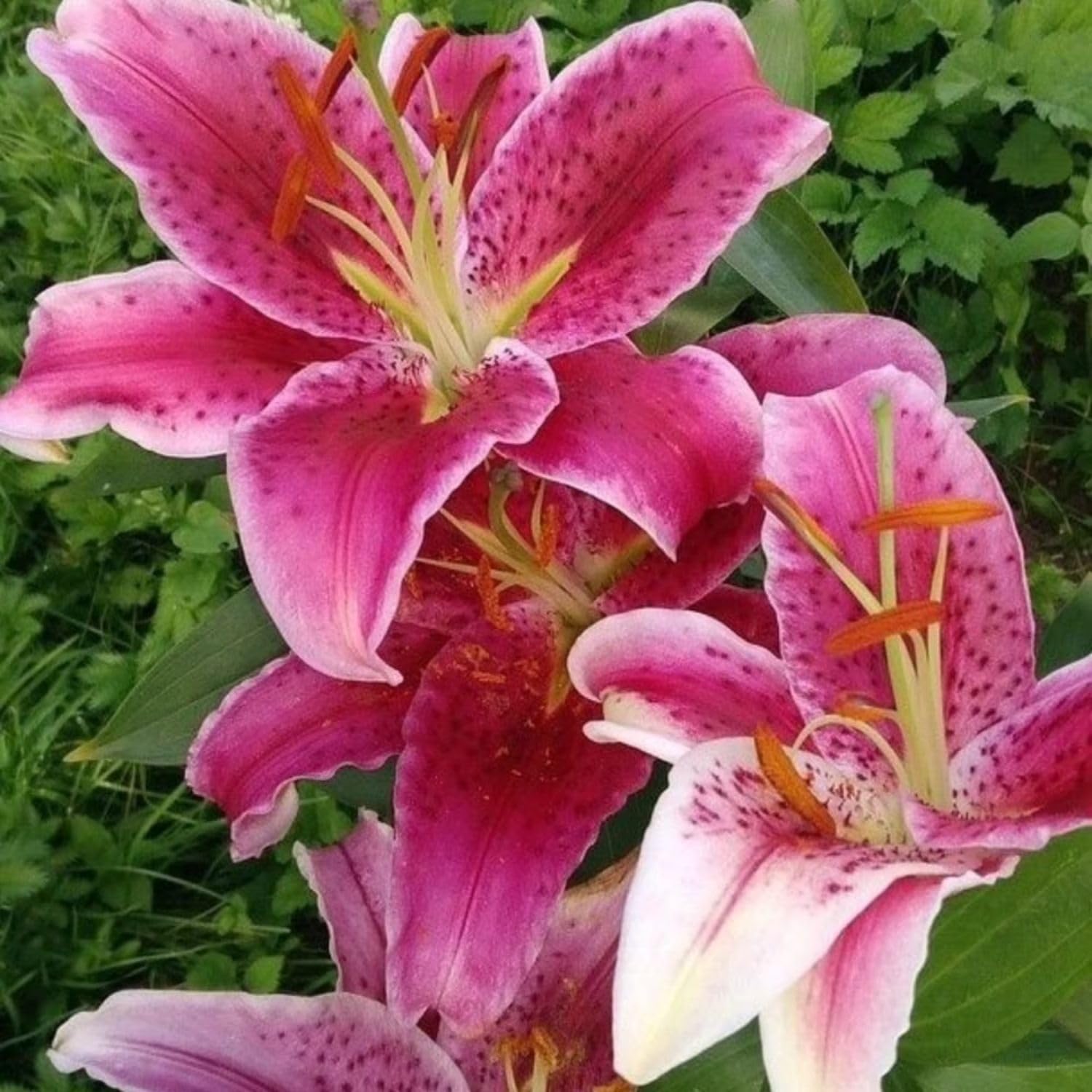 4 Pink Lily Bulbs, 4-6 Inch, Pink Lilies Bulbs, Flowering Bulb for Outdoor Garden Beds and Containers