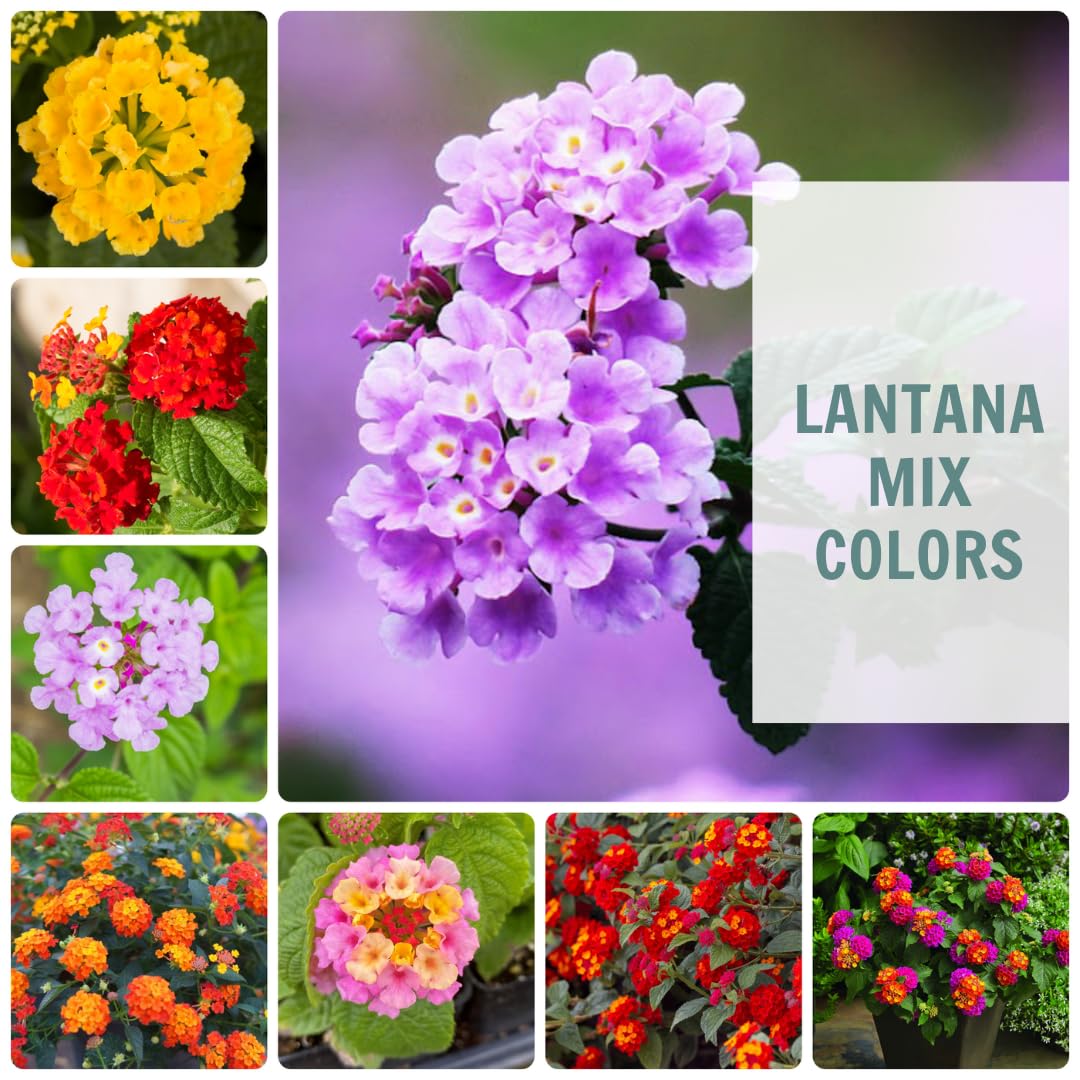 2 Random Blooming Lantana Plants Live, Colorful Perennial, Long-Blooming and Very Hardy, Size 5 to 12 Inches in Tall, Well-Rooted, Outdoor Planting