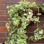 Variegated Baby Sun Rose Plant Live, Variegated Ice Plant, Baby Sun Rose Succulent Plants for Indoor Outdoor Houseplant, 4-6 Inches in Height 4 Inch Pot