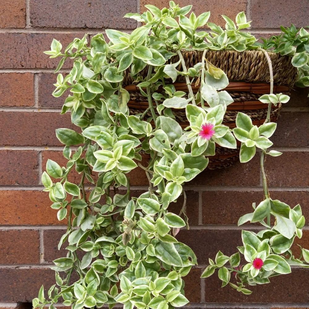 Variegated Baby Sun Rose Plant Live, Variegated Ice Plant, Baby Sun Rose Succulent Plants for Indoor Outdoor Houseplant, 4-6 Inches in Height 4 Inch Pot