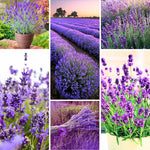 4 Spanish Lavender Plants Live for Outside Planting, Perennial Bloom, Live Lavender Plants 5–9 Inches Tall with Fragrant Flowers for Spring Growing