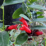 Red Lipstick Plant Live 2-5 Inch Tall, Lipstick Trailing Vine Houseplant for Indoor Growing, Home Decor Plant, No Pot