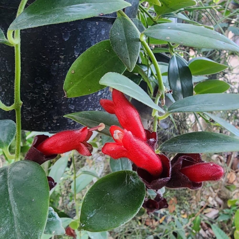 Red Lipstick Plant Live 2-5 Inch Tall, Lipstick Trailing Vine Houseplant for Indoor Growing, Home Decor Plant, No Pot