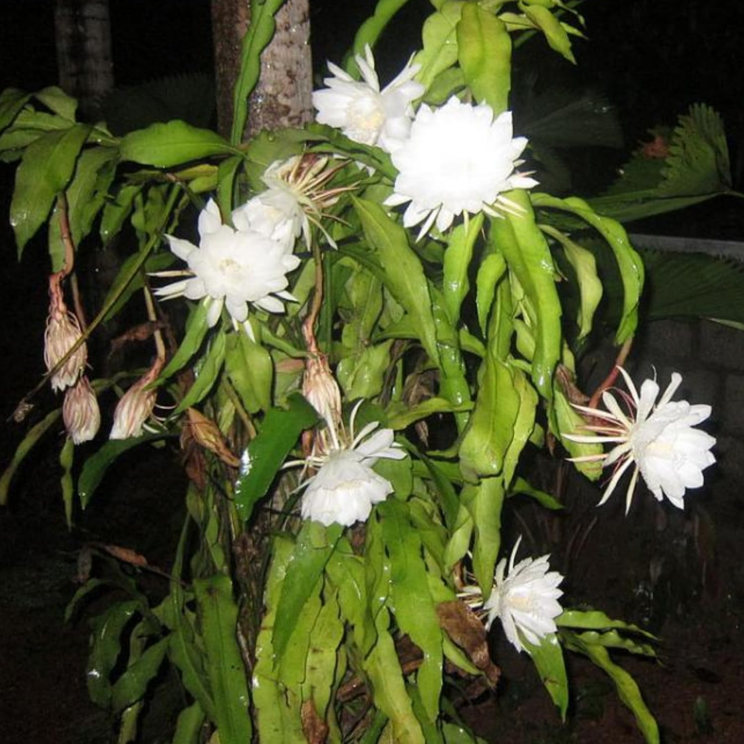 Night Blooming Epiphyllum Oxypetalum Plant Live, 4 to 6 Inc Tall, Succulents Plant Live