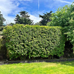 Large 10 North Privet Hedge Trees Live Plants Shrubs, 12-18" Dormant and Bare Roots, Ligustrum Plants, Privacy Hedges