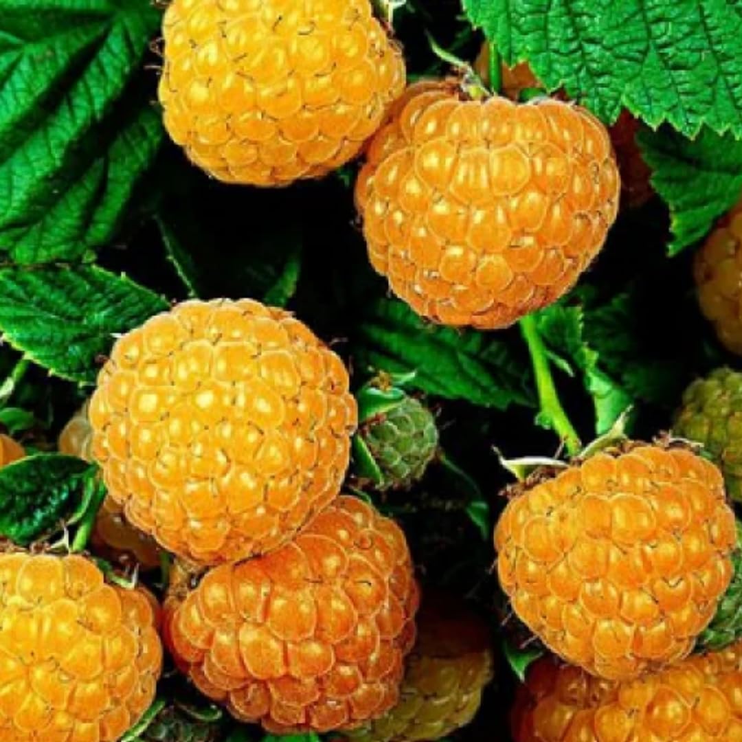 4 Hardy Raspberry Trees Live Plants, Purple Everbearing Raspberries Bushes Plants 5 to 10 Inc Tall, Well-Rooted, No Pot, Sweet Flavor (Yellow Fall Gold)