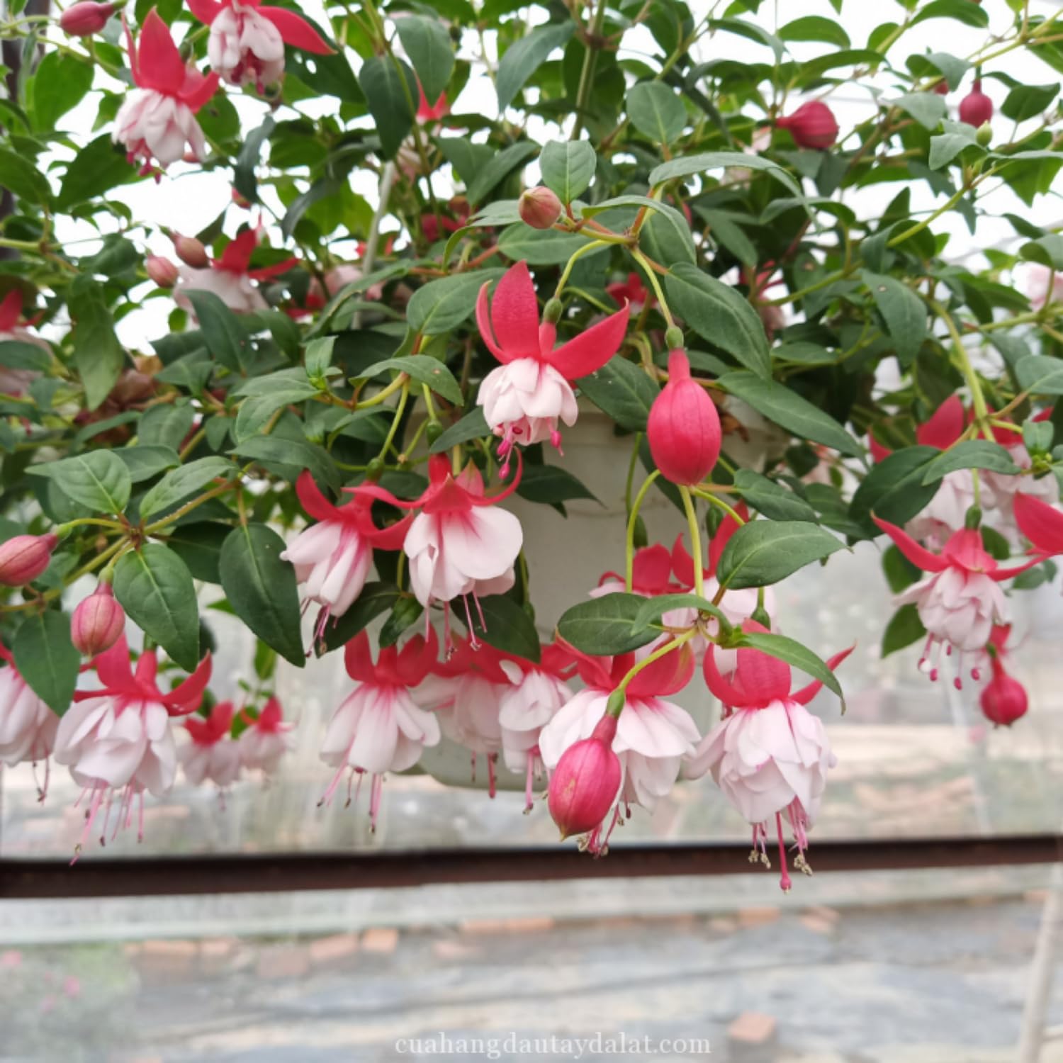 2 Fuchsia Plants Live Hanging Basket, Live Fuchsia Plant, 3 to 5 Inches Starter Plants