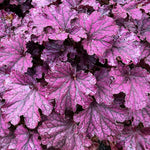 Set 2 Purple Heuchera Plants Live, Coral Bells Purple Heuchera Shrubs Bushes Live for Planting, Perennial Heuchera Live Plants, 3 to 6 Inc Tall