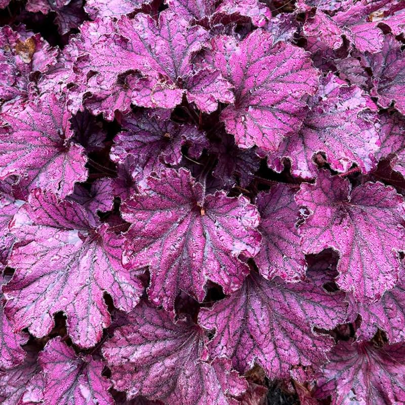 Pack 4 Live Purple Heuchera Plants, Perennial Coral Bells Purple Heuchera Shrubs Bushes Live for Planting, Heuchera Live Plants, 3 to 6 Inc Tall