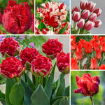 25 Tulip Bulbs for Planting, Easy-Grow Spring Flowers, Assorted Perennial Tulip Bulbs, Bulb Size 11/12 cm, Gardens, Containers, Flowerbeds Planting (Red Tulip)