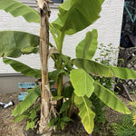 Namwah Banana Plants Live for Planting, Banana Trees Live Plants from 4 to 6 Inc Tall, 1 Plant