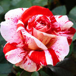 Rose Plant Live, Rose Bush Live Plant, Fragrant Flowers Ready to Plant, 5-9 Inch Height, Well-Rooted, No Pot (Stripe Red White Rose)