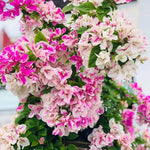 Combo 2 Bougainvillea Plants Live Trees, Outdoor Bougainvillea Plant for Trailing Flowering Vines or Bush Tree, 5-10” Tall, Well-Rooted Bougainvillea (Coconut Ice Color)