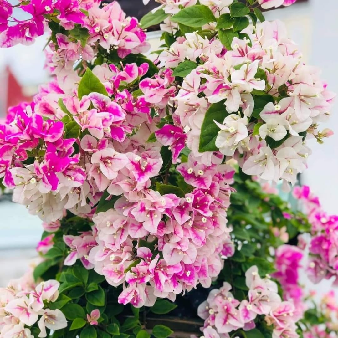 Combo 2 Bougainvillea Plants Live Trees, Outdoor Bougainvillea Plant for Trailing Flowering Vines or Bush Tree, 5-10” Tall, Well-Rooted Bougainvillea (Coconut Ice Color)