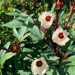 Roselle Hibiscus Plant Live, Hibiscus Sabdariffa Plant, Red Sorrel Jamaica Live Plant, Well Rooted, 6 to 8 Inches Tall, Red Roselle Shrubs for Outdoor Planting