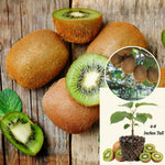 Kiwi Vine Live Plant, Hardy Kiwi Live Plants, 6-8 Inches Tall, Fruit Vine Starters for Easy Garden Growing