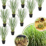 2 Lemon Grass Live Plant, Live Lemon Grass, Lemon Grass Plants, Lemongrass Plant, Live Lemongrass Plant